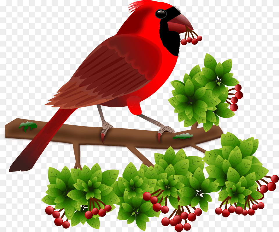 Beautiful Birds Word, Animal, Bird, Cardinal Free Png