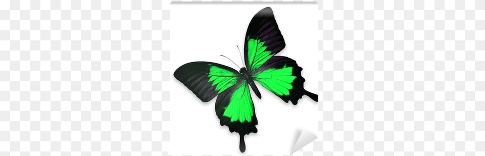 Beautiful Black And Green Butterfly Wall Mural Pixers Butterfly, Animal, Insect, Invertebrate Free Transparent Png