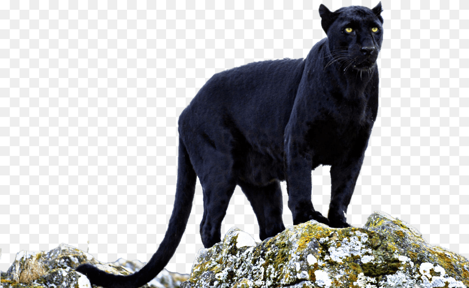 Beautiful Black Panther Eyes Wild Animal Claws Black Panther Standing Animal, Mammal, Wildlife, Cat, Pet Free Transparent Png