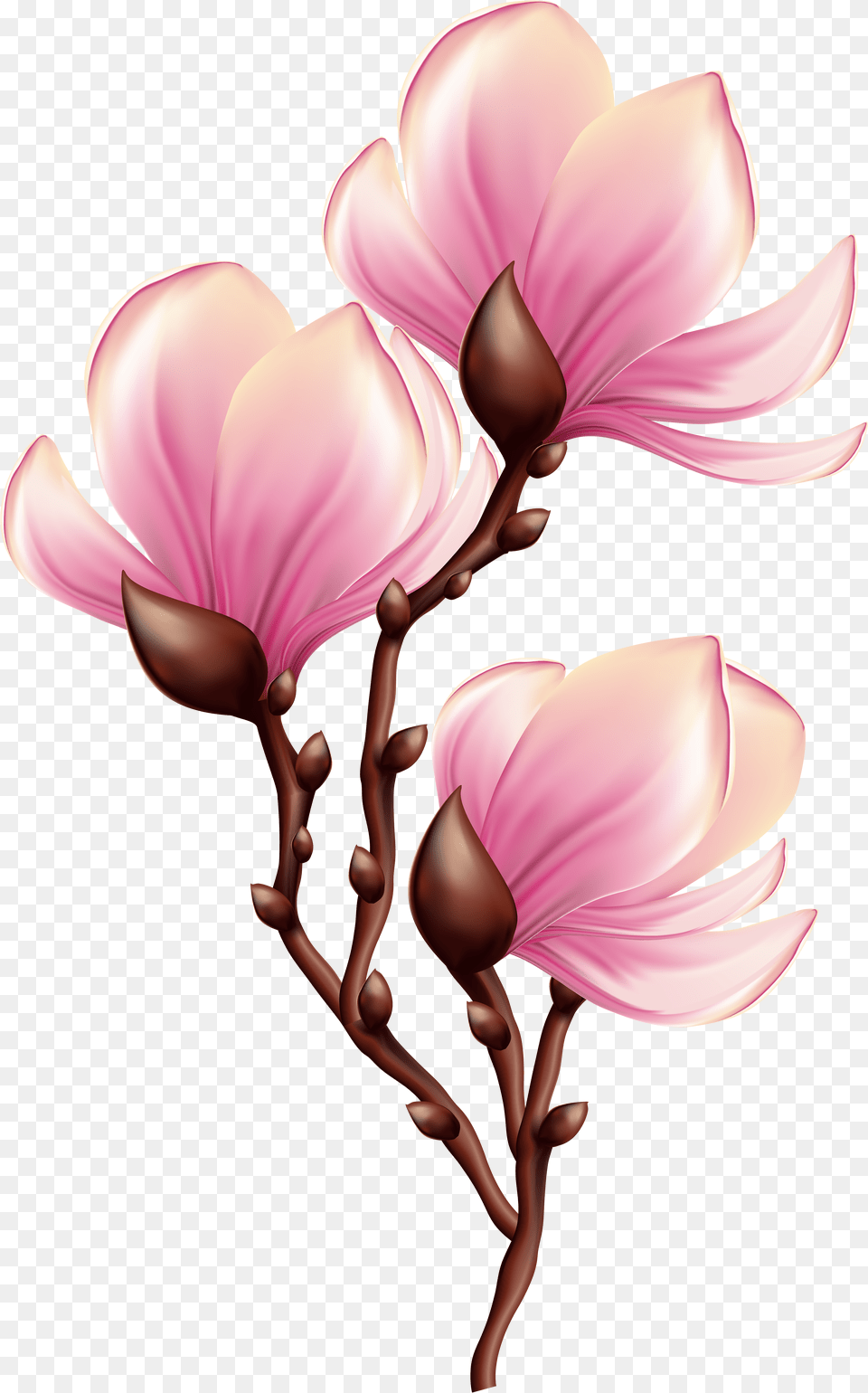 Beautiful Blooming Branch Free Transparent Png