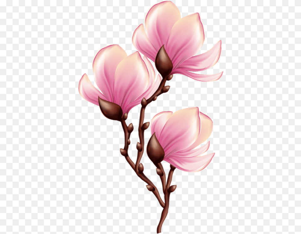 Beautiful Blooming Branch Transparent Blooming Flower Clipart Transparent, Petal, Plant, Bud, Sprout Free Png Download
