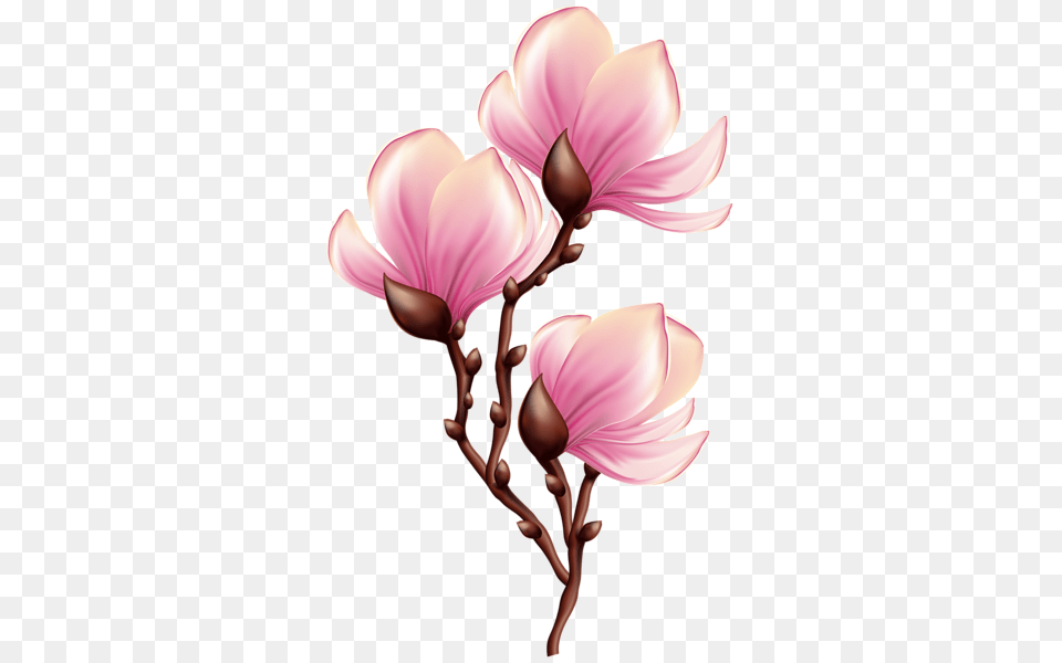 Beautiful Blooming Branch Transparent Clip Art Image Clip, Flower, Petal, Plant, Bud Free Png Download