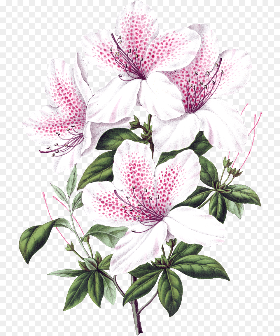Beautiful Blooming Lily Flowers Scientific Illustration Flowers, Flower, Plant, Anther, Geranium Free Png