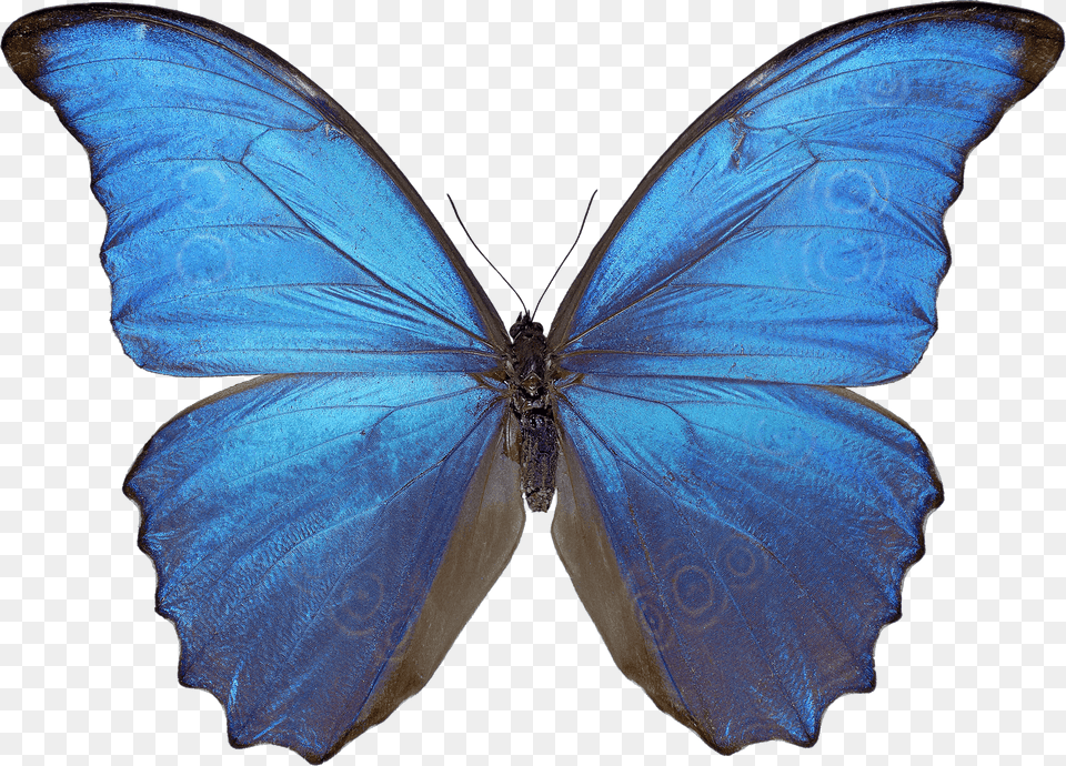 Beautiful Blue Butterfly, Animal, Insect, Invertebrate Free Png Download