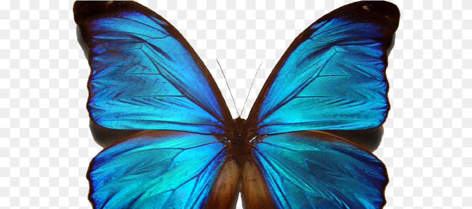 Beautiful Blue Morpho Butterfly, Animal, Insect, Invertebrate, Person Free Png Download