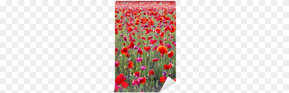 Beautiful Bright Red Poppy Flowers Field In Spring Spring, Flower, Petal, Plant Png