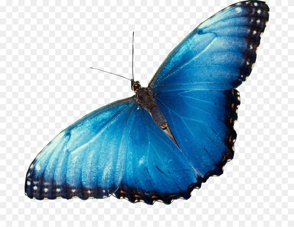 Beautiful Butterflies, Animal, Butterfly, Insect, Invertebrate Free Png