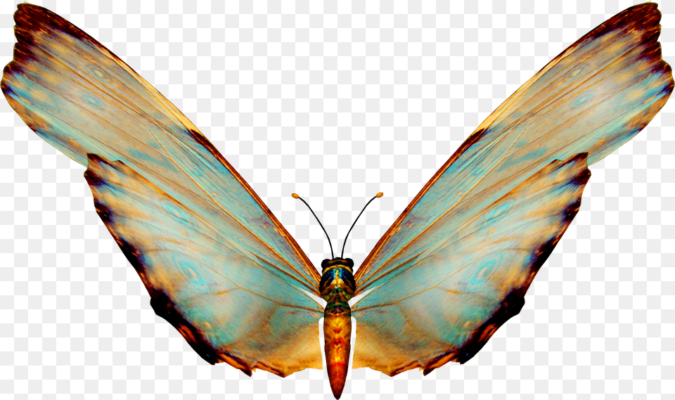 Beautiful Butterfly, Animal, Insect, Invertebrate Free Png Download