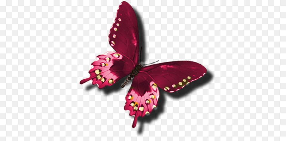 Beautiful Butterfly Clip Art, Flower, Petal, Plant Free Png Download