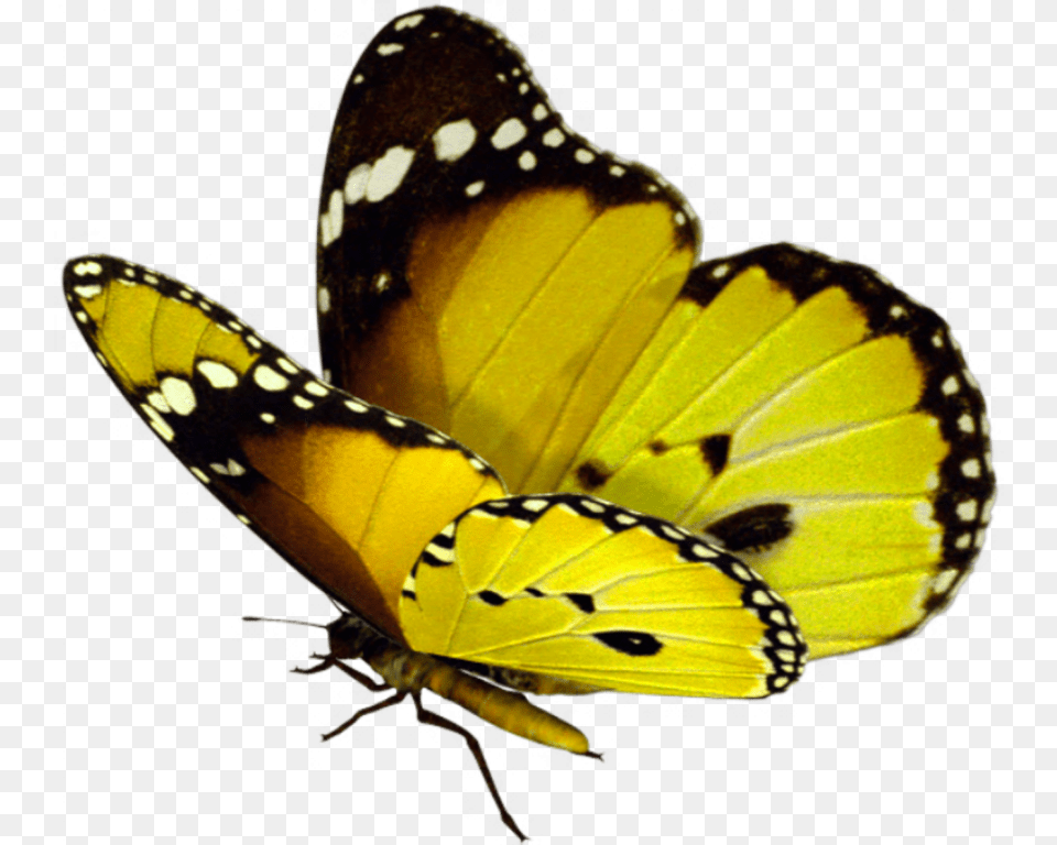 Beautiful Butterfly Real Transparent Background Butterfly, Animal, Insect, Invertebrate, Monarch Png Image