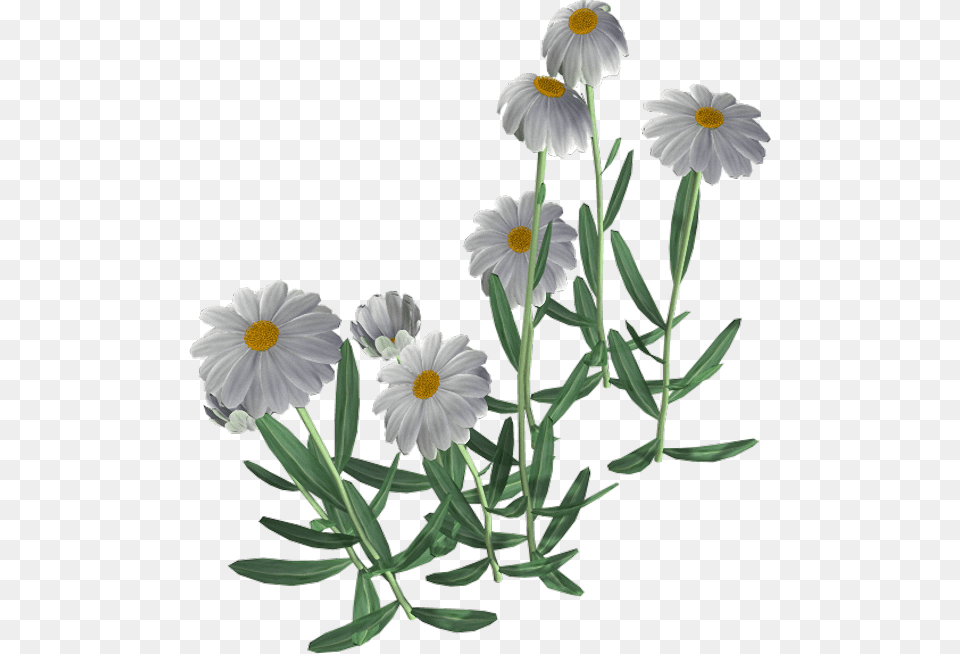 Beautiful Camomile Flower Flor Manzanilla, Daisy, Plant Png Image