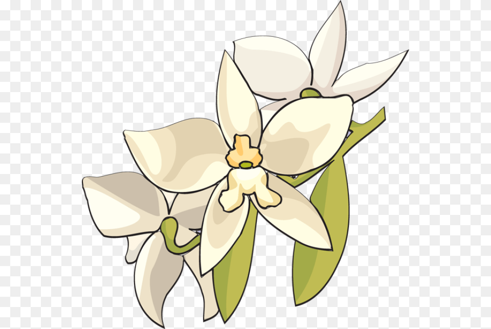Beautiful Clip Art Of Flowers Monja Blanca Clipart, Flower, Plant, Orchid, Animal Png