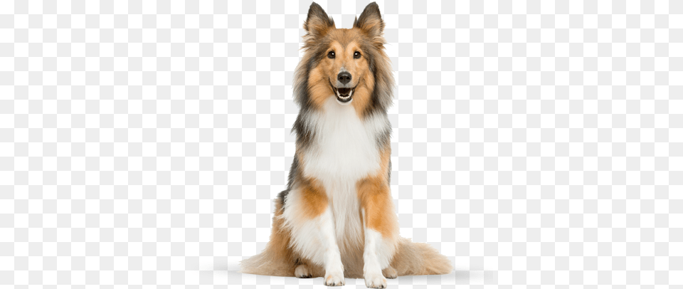 Beautiful Collie Dog Truth About Pet Cancer, Animal, Canine, Mammal Png