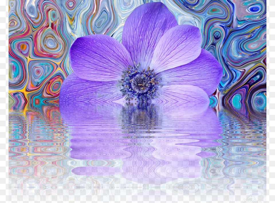 Beautiful Colourful Flower Blossom Flower Background Transparent Faded Purple Splash, Anemone, Plant, Pattern, Geranium Png Image