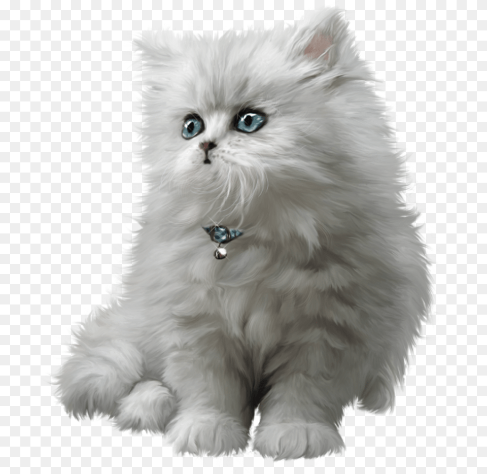 Beautiful Cute Cat, Angora, Animal, Mammal, Pet Free Png Download