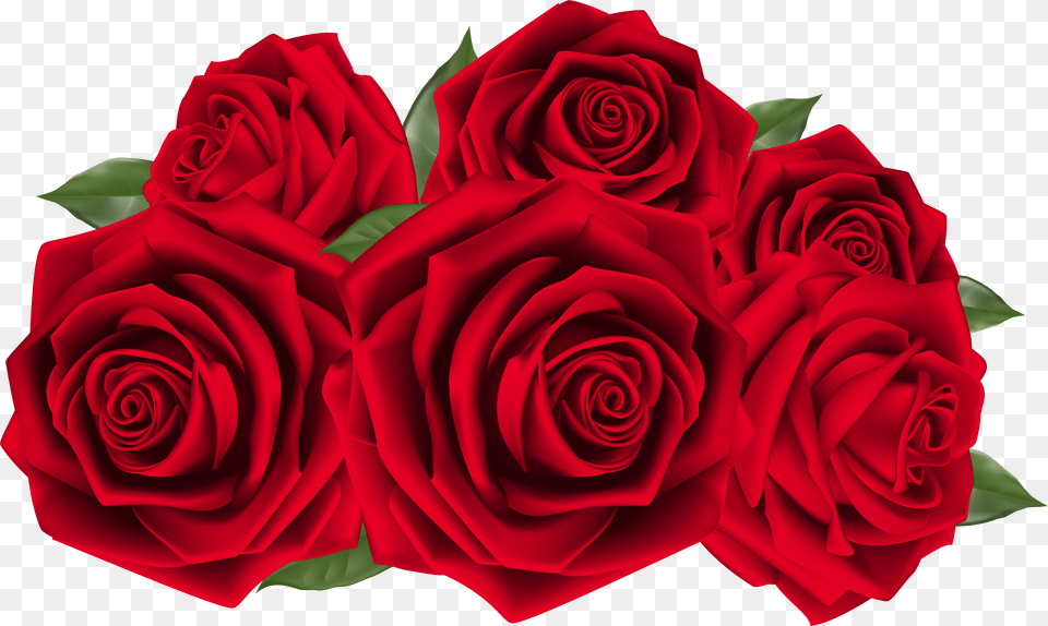 Beautiful Dark Red Roses Red Roses Clip Art Png