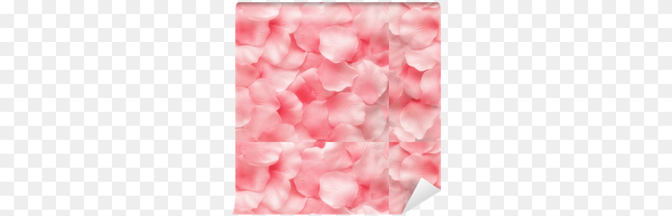 Beautiful Delicate Pink Rose Petals Wallpaper U2022 Pixers We Live To Change Purple Petals Background, Flower, Petal, Plant Png Image