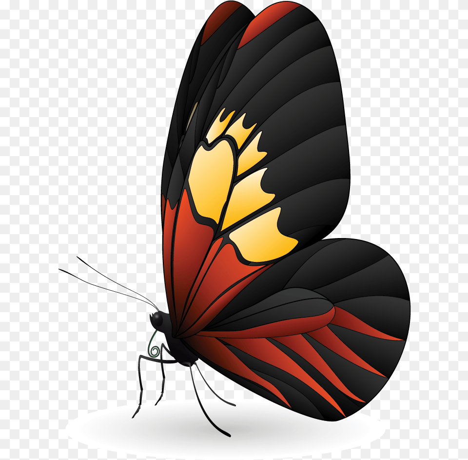 Beautiful Design, Animal, Butterfly, Insect, Invertebrate Free Png