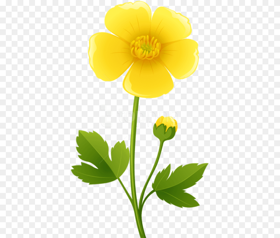 Beautiful Yellow Flower Transparent Images Buttercup Clipart, Anther, Plant, Anemone, Leaf Free Png Download
