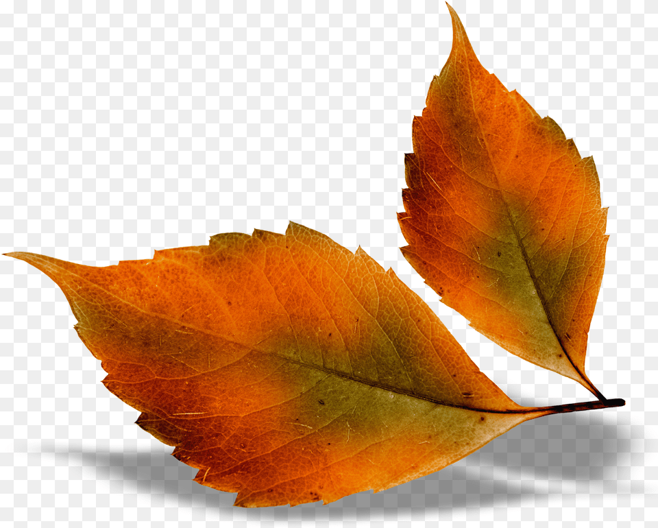 Beautiful Fall Leaves Picture Autumn Leaves, Leaf, Plant, Tree Free Png