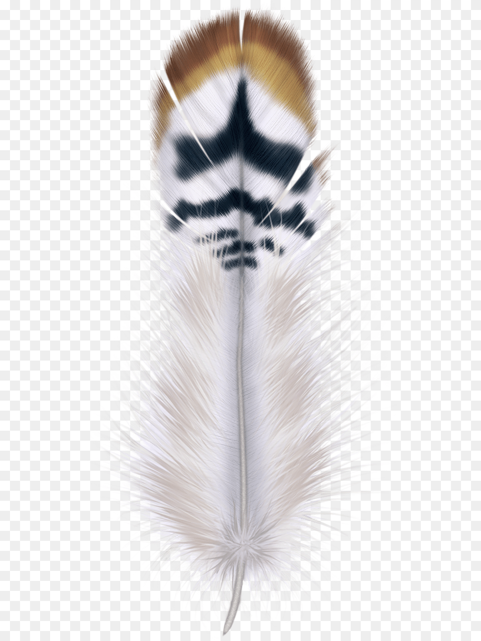Beautiful Feathers On Transparent Background, Animal, Bird Free Png Download