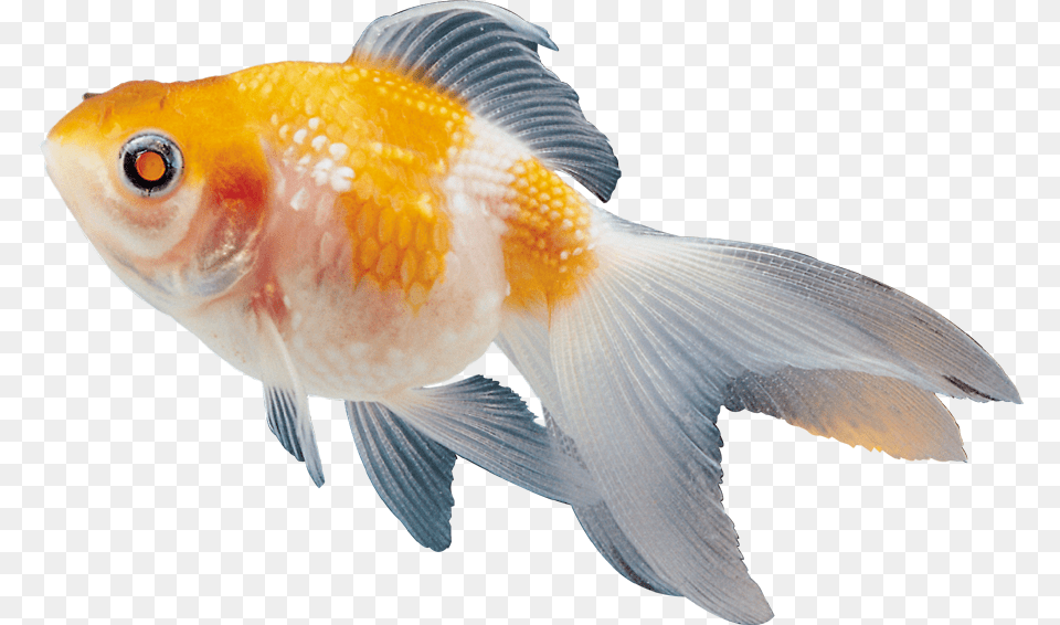 Beautiful Fish Clipart Colour Fish Images, Animal, Sea Life, Goldfish, Shark Free Transparent Png