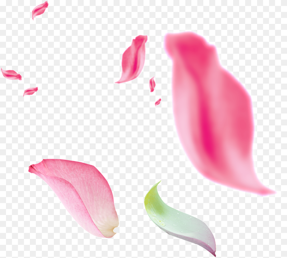 Beautiful Floating Pink Petals Flor Caindo, Flower, Petal, Plant Png Image