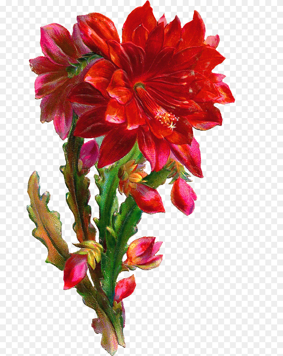 Beautiful Flower, Dahlia, Geranium, Petal, Plant Png Image