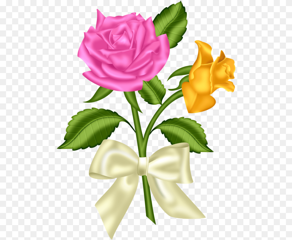 Beautiful Flower Clipart, Plant, Rose, Petal Png Image