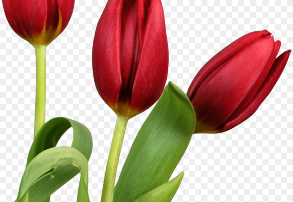 Beautiful Flower In Good Morning, Plant, Tulip, Petal Png