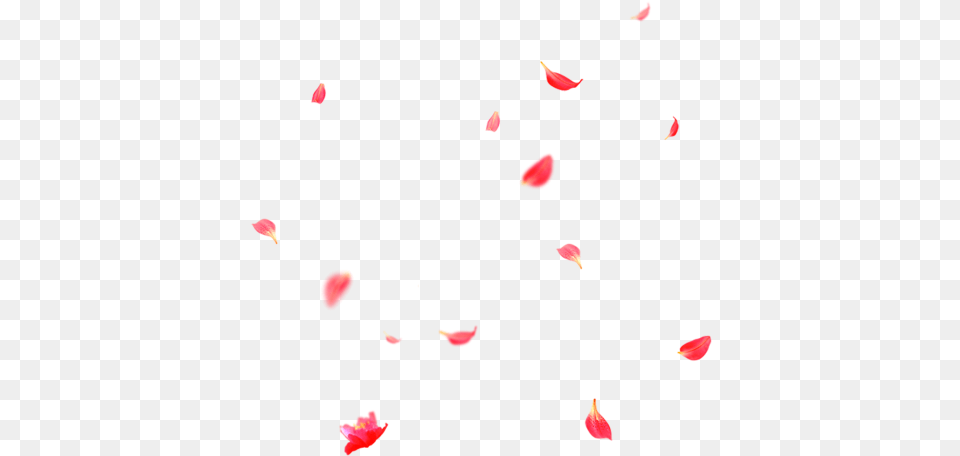 Beautiful Flower Petals Falling Heart, Petal, Plant Png