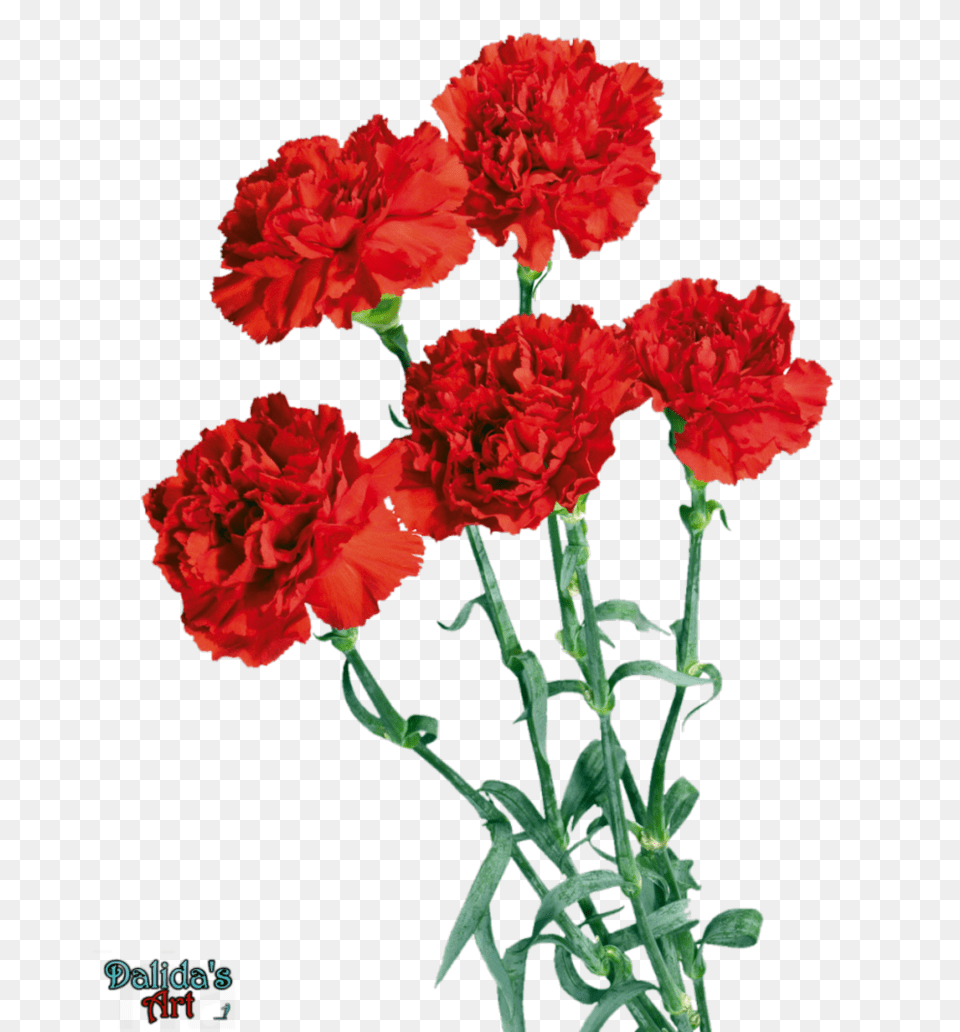 Beautiful Flower Vase With Flowers Spring Vase Bouquet, Carnation, Plant, Rose Png Image