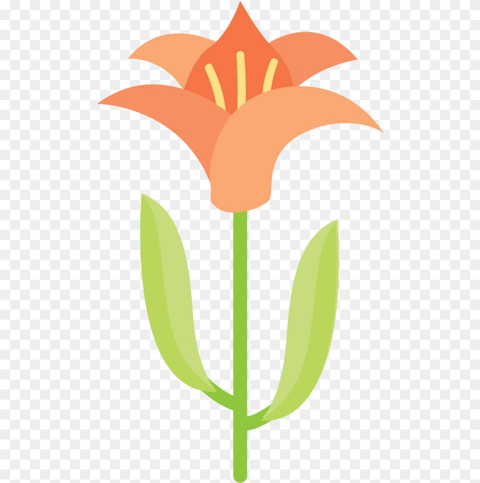 Beautiful Flower With Transparent Background Flower, Plant, Lily Png Image