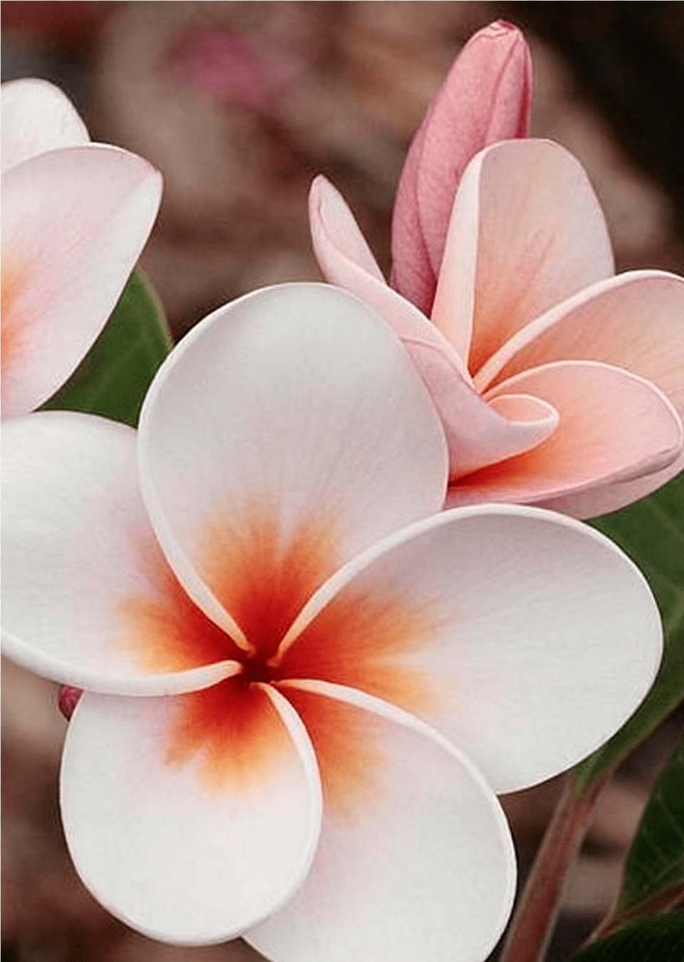 Beautiful Flowers In Nicaragua, Flower, Petal, Plant, Dahlia Free Transparent Png