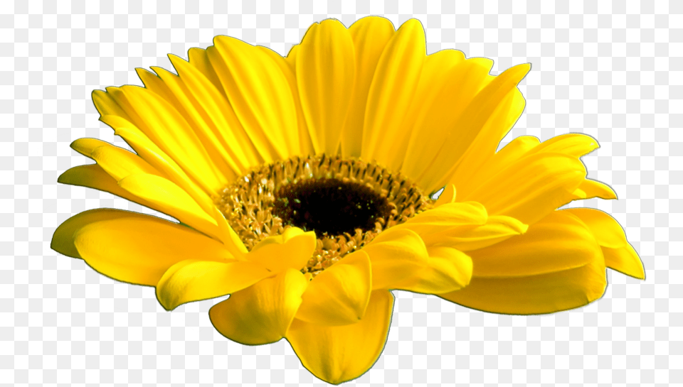 Beautiful Flowers Various Pictures Yellow Floral Gif, Daisy, Flower, Plant, Pollen Png Image