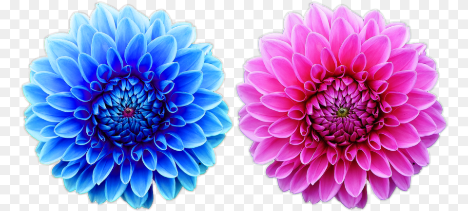 Beautiful Flower File Nature Beautiful Hd Flowers, Dahlia, Plant, Daisy Free Png Download