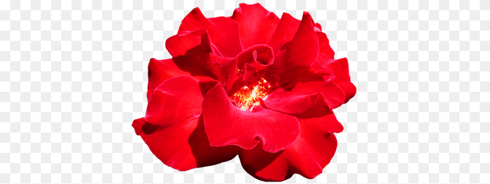 Beautiful Rose Clipart Pink Red Flowers, Flower, Geranium, Petal, Plant Free Png Download