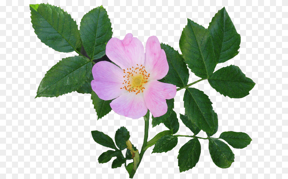 Beautiful Rose Clipart Wild Rose, Anemone, Flower, Geranium, Leaf Free Png Download