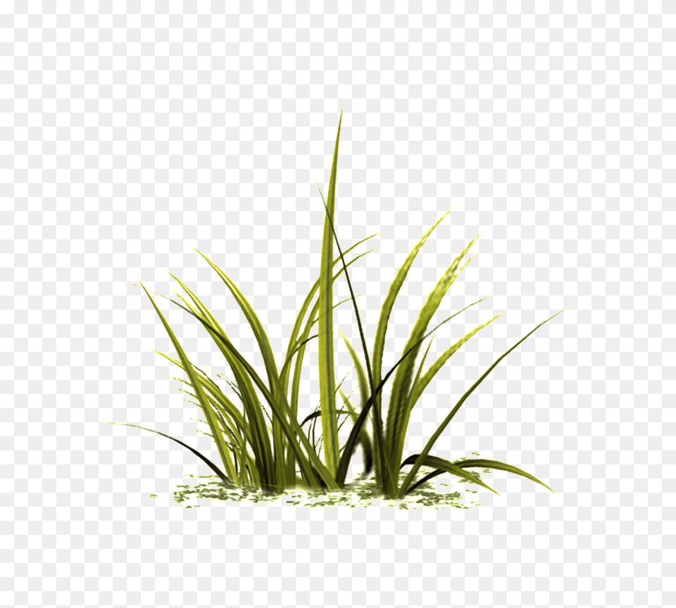 Beautiful Grass Download Vector, Plant, Vegetation Free Transparent Png