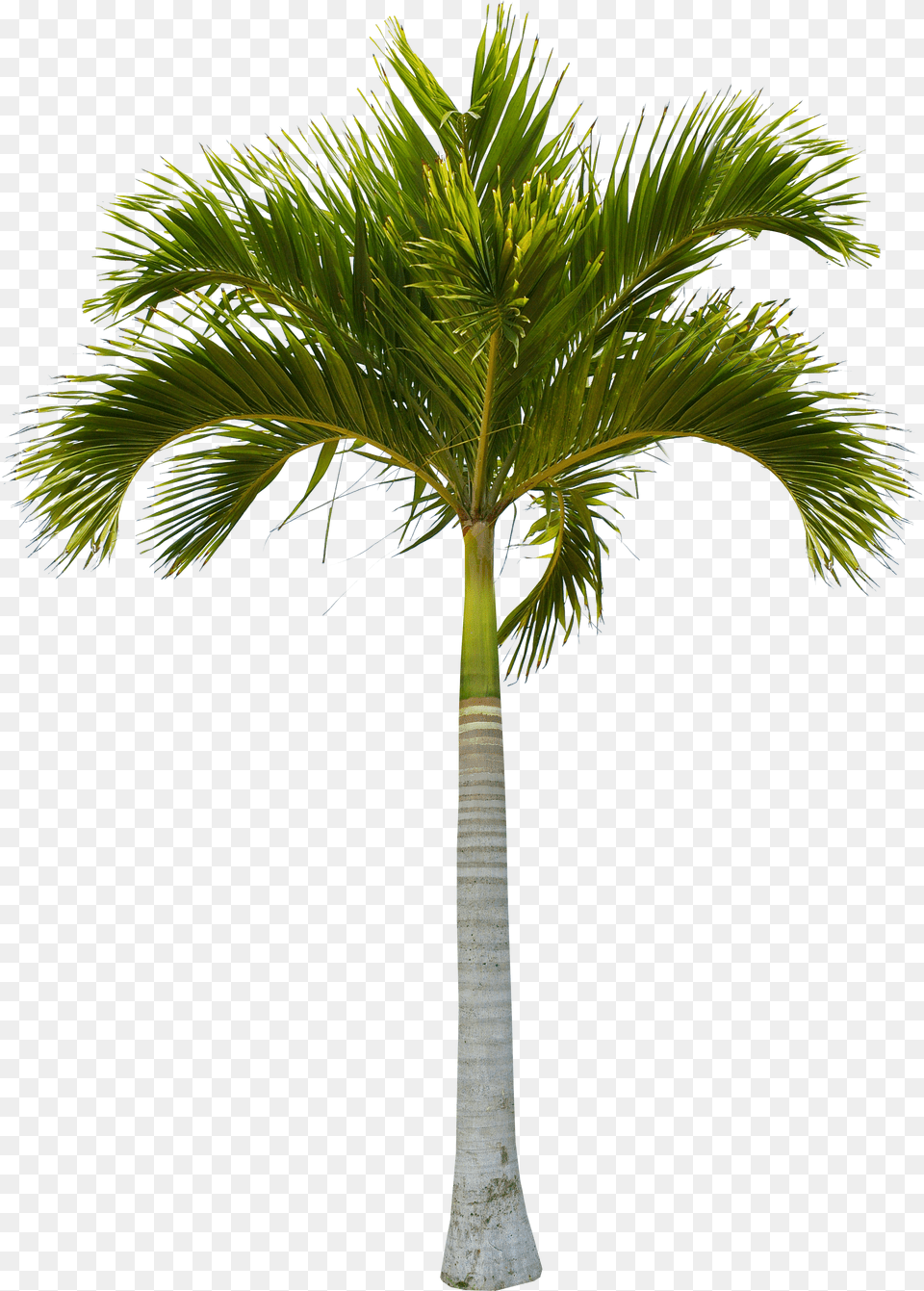 Beautiful Green Coconut Tree Trees Hq Clipart Coconut Tree Trunk Png Image