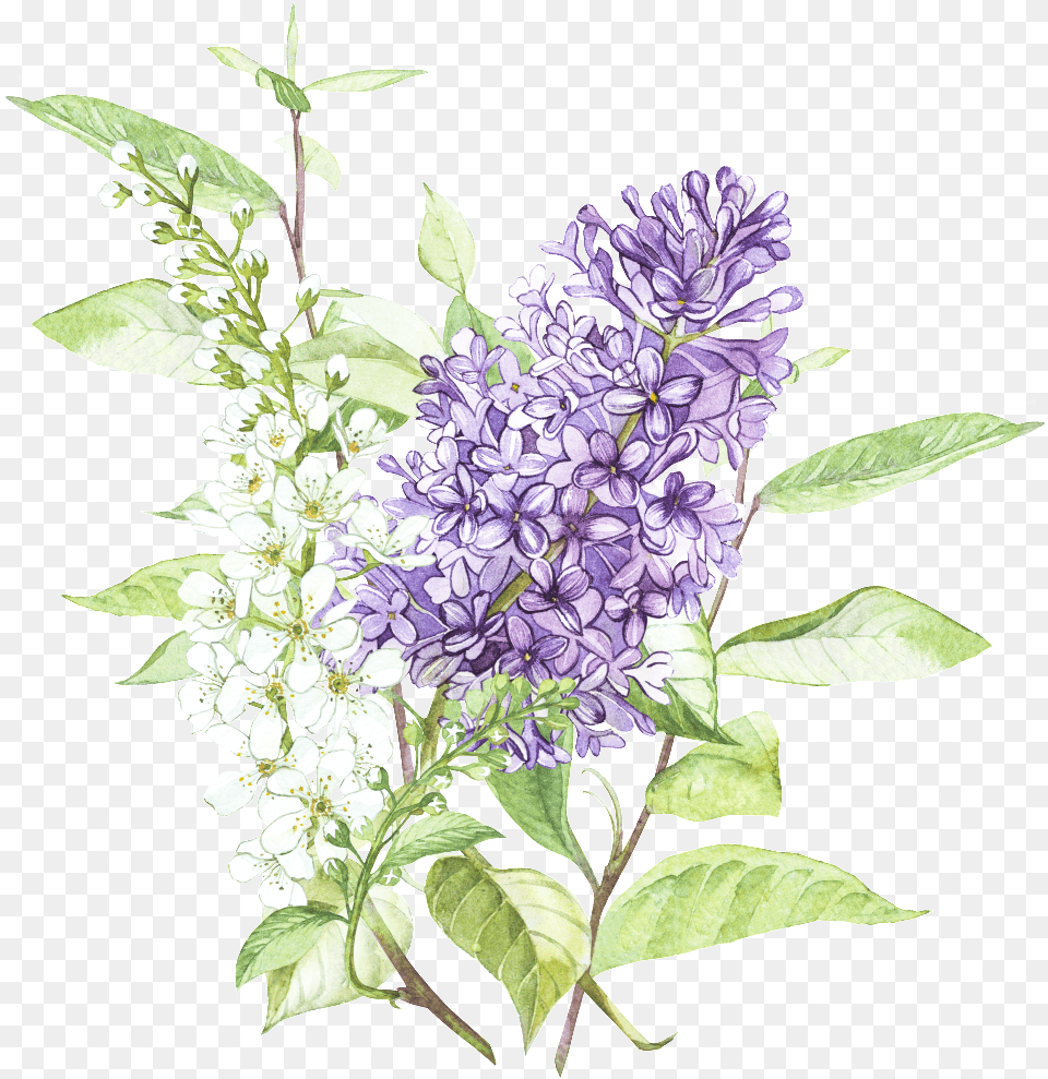 Beautiful Hand Painted Wisteria Flower Lilac Flower Painting, Plant, Acanthaceae Free Png Download