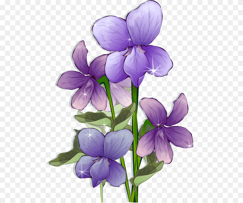 Beautiful Hd Flower Frames, Geranium, Plant, Iris, Purple Png