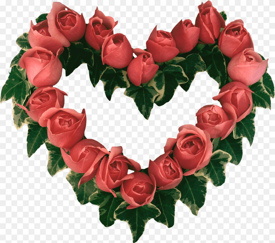 Beautiful Heart Touching Rose, Flower, Plant Free Transparent Png