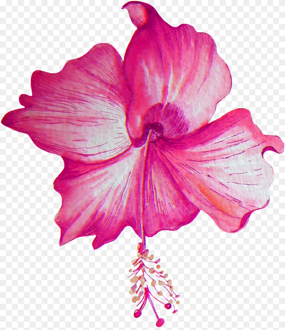 Beautiful Hibiscus Flower Transparent Portable Network Graphics, Petal, Plant, Anther Free Png Download