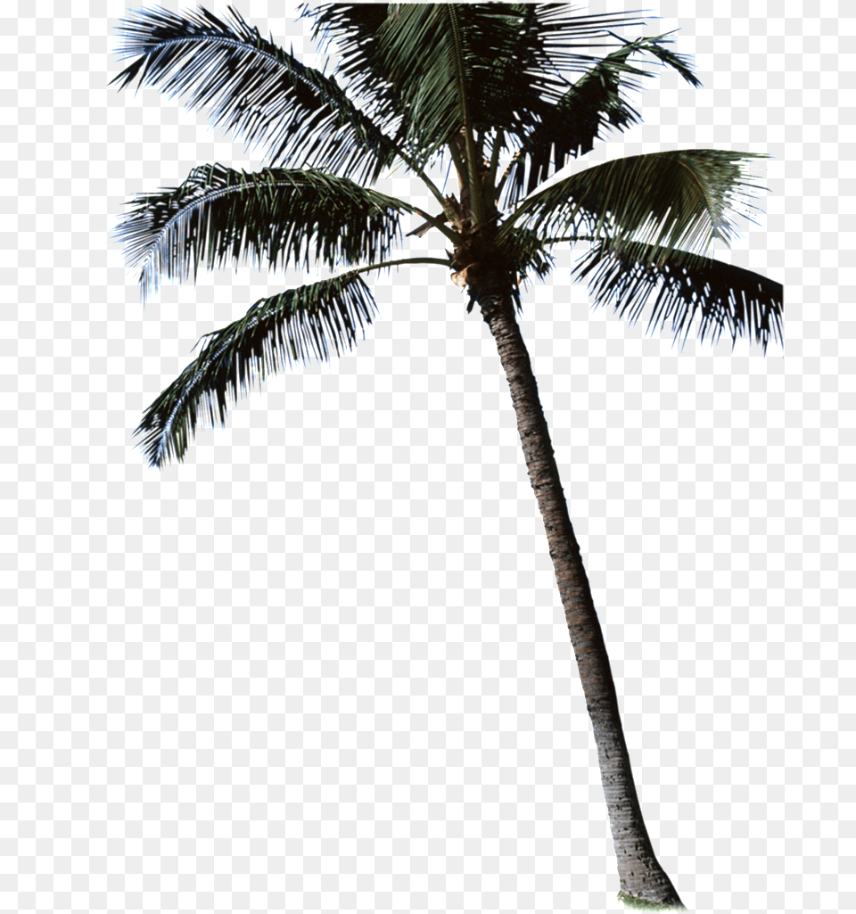 Beautiful High Definition Close Up Coconut Tree Vector Illustration, Palm Tree, Plant, Leaf, Outdoors Png