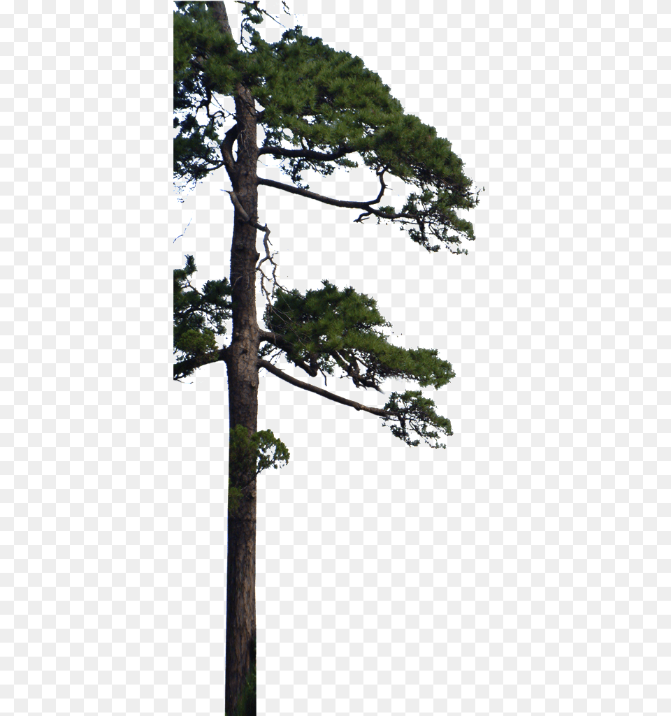 Beautiful High Definition Close Up Pine Pine, Plant, Tree, Tree Trunk, Fir Png Image