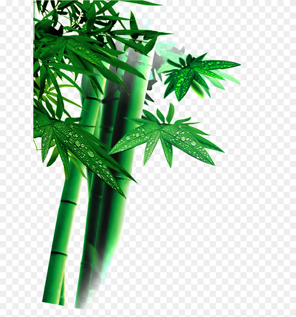 Beautiful High Definition Green Bamboo Leaves Bamboo, Plant Png