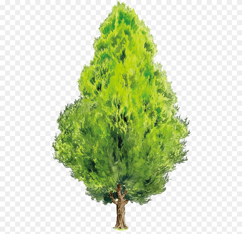 Beautiful High Definition Hand Painted Oil Painting, Conifer, Pine, Plant, Tree Free Png Download