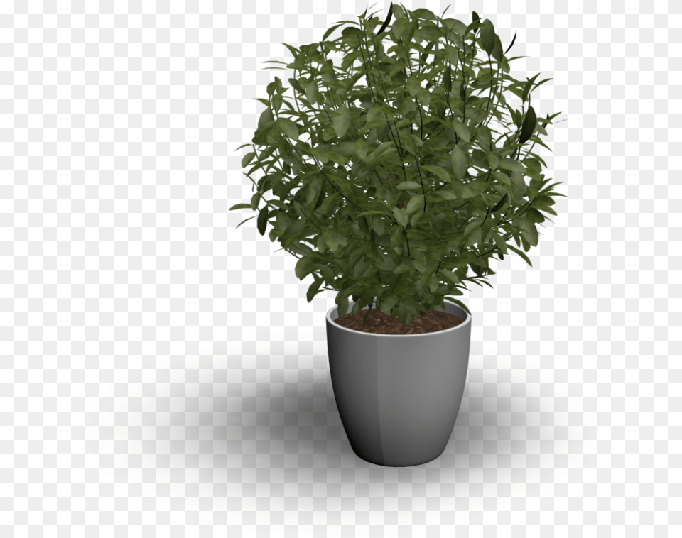 Beautiful Indoor Plant With Indoor Plants Indoor Plant 3d, Herbal, Herbs, Potted Plant, Pottery Free Png