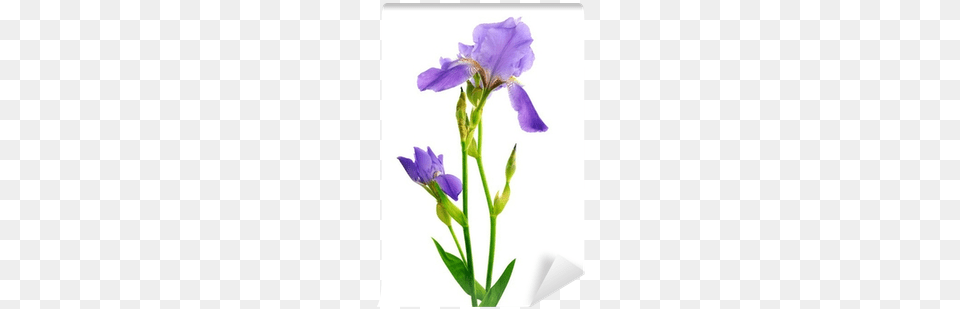 Beautiful Iris Flower Isolated On The White Wall Mural Algerian Iris, Plant, Petal Free Png Download